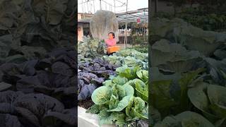 Benefits of self-vegetables #shorts#countryside #gardening #fruitcutting