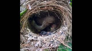 Review birds nest life with nature, Review mother birds brings food to her babies in the nest P76