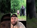 The worlds LARGEST Gorilla?! 😱🦍