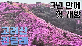 소리소문 없이 개방한 고려산 진달래 군락지 | 4월 24일 진달래 현황