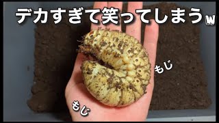 世界最重量カブトムシの幼虫体重が衝撃すぎた