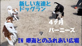 コーイケルKIKI 堺の海とのふれあい広場ドッグランで本気で走ってみた