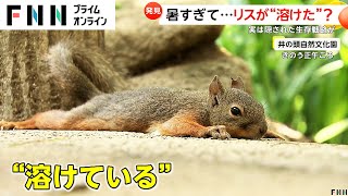 暑すぎてリスが溶けた？木の枝や地面にベッタリ珍行動のワケは「熱を効率的に外に出すため」　東京・井の頭自然文化園(2024/07/26)