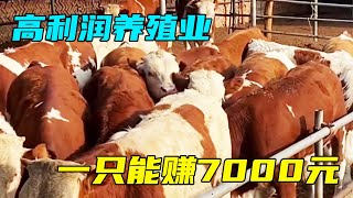 农村最暴利的养殖，1只利润7000元，85元1斤，年入136万，真羡慕【三农雷哥】