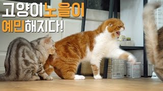 아빠 고양이 노을이 예민해지다! Cat Noel is Very Sensitive [SURI\u0026NOEL]