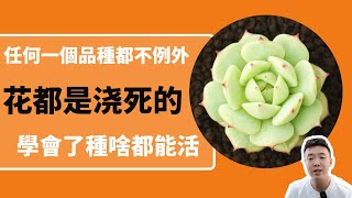 植物澆水|90%綠植花卉的死亡原因都是澆水，為什麼盆栽澆著澆著都死了，原來是這麼回事|多肉澆水【禪藝綠植工作室】