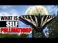 Self Pollination, What Is It? - Garden Quickie Episode 88