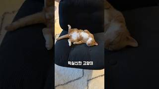 떡실신한 #고양이 #sleeping