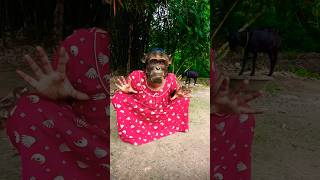 বান্দর টা কি করছে 🐒🐒 #monkey #trending #entertainment #viralvideo #comedy #funnycomed#youtubeshorts