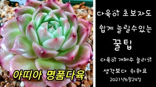 #다육이 개체수 초보자도 쉽게 늘릴수있는 꿀팁# 개체수 늘리기 생각보다 아주 쉬워요#아띠아다육多肉植物