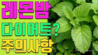 레몬밤의 10가지 효능과 부작용 *내장지방 감소 효과? *레몬밤 다이어트 효과와 주의사항