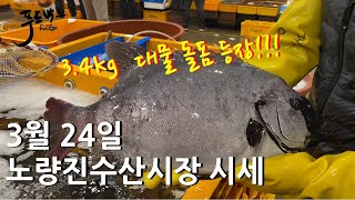 [최신시세정보] 대물 돌돔 감성돔 등장 !!! 이시국에 대게 물량이 많은 이유는?   3월 24일 노량진 수산시장