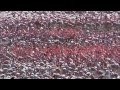 over a million flamingos the great rift africa s wild heart bbc earth