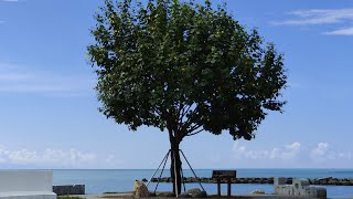 Famous tree in the south of Kaohsiung City 高雄市境之南樹 🇹🇼 (2022-06) {aerial}