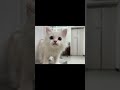 かわいい猫紹介 ラガマフィンの男の子😺【横浜ペットショップ ベルドック】 shorts 猫動画 猫のいる暮らし