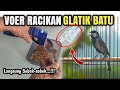 Kalau bisa ngracik sendiri ngapain beli‼️Voer Racikan GLATIK BATU SUPER Dorrr