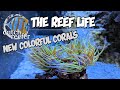 THE REEF LIFE with New Colorful Corals