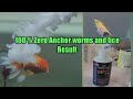 Anchor worms and Fish lice cure 100% Guaranteed Result !