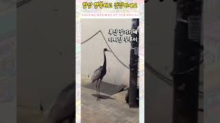 부산 길거리에 나타난 두루미