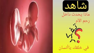 مراحل خلق الانسان كامله |مراحل تطور الجنين