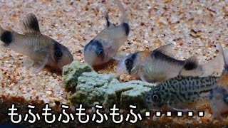 【水槽170】テラコリウム③　コリドラス導入！