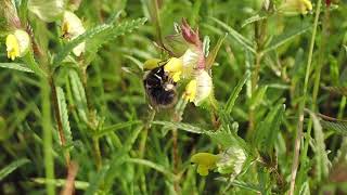 Early Bumblebees Bombus pratorum on Yellow Rattle, Larcombe, Blackawton, Devon 23 May 2023