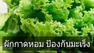 ผักกาดหอมมีสารต้านอนุมูลอิสระ ป้องกันโรคมะเร็ง แก้ไอ ขับเหงื่อ ขับปัสสาวะ [mcmhealth]