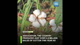 Pakistan Sees Lowest Output Of Cotton In Four Decades | MoneyCurve | Dawn News English