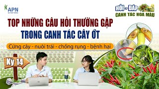 APN - NHỮNG CÂU HỎI THƯỜNG GẶP KHI CANH TÁC CÂY ỚT | CỨNG CÂY - NUÔI TRÁI - CHỐNG RỤNG - BỆNH HẠI