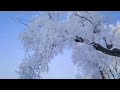 Magical Winter Wonderland: The Stunning Frost of China’s Wusong Island ❄️🌲#Wusong