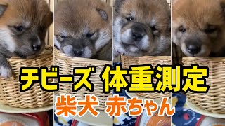 柴犬子犬チビーズの体重測定公開‼️他、 仕草が可愛い柴犬たち満載！