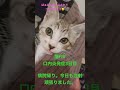 猫fiv口内炎発症3日目。唇は腫れています😭 ねこのいる生活 保護猫　 猫エイズ　 猫fiv felineimmunodeficiency virus cataids kitten