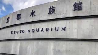 京都水族館 ど迫力 天然記念物 オオサンショウウオ