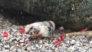 Schismatogobius spp