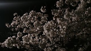 石巻市日和山公園の夜桜ライトアップ 2017/04/15