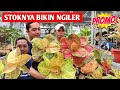 KEREN‼️ Koleksian Aglonema nya bikin Ngiler,, Harga nya Terjangkau ~ 657