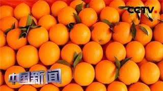 [中国新闻] 新春走基层 湖北秭归：脐橙果香飘万家 | CCTV中文国际