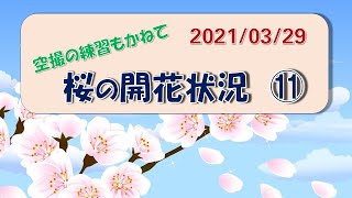 空撮練習をかねて～桜開花状況を見に行く　その⑪