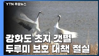 유일한 갯벌 먹이활동 두루미...보호 대책 절실 / YTN