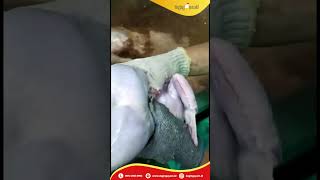 Proses Pemotongan Ayam di Rumah Potong Ayam Sinar Pahala Utama