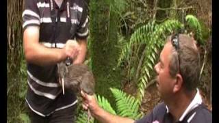 kiwi release.wmv