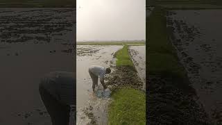 రైతన్నల 🌾 కష్టాలు 🙏🏼 #farmer #kolaramakrishna7614