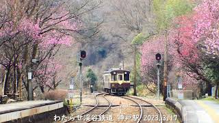 わたらせ渓谷鉄道 神戸駅 2023.3.17 #花桃まつり前 #結構咲いてる！