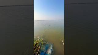 Singh shikar | fishing #mirgal #boccha #rahu #carpfishing hyderabadi fishing technique