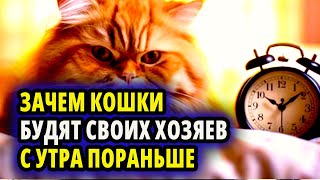 ЗАЧЕМ КОШКИ БУДЯТ СВОИХ ХОЗЯЕВ НИ СВЕТ НИ ЗАРЯ? УЧЕНЫЕ КОШКОВЕДЫ ДОКОПАЛИСЬ ДО ИСТИНЫ