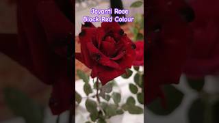 Jayanti Rose flower Black Red combination #rose #rosegarden