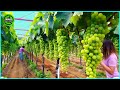 The Most Modern Agriculture Machines That Are At Another Level , How To Harvest Grapes In Farm ▶11