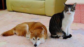 猫ミルキーの食パン配達＆なびく毛  Cat and Shiba Inu