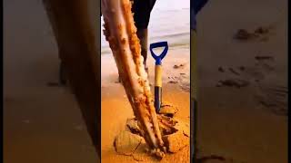 সামুদ্রিক প্রাণীরা কীভাবে বালিতে আটকে যায়? #trending #viralvideo #shorts  #facts