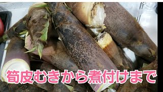 タケノコ　皮むきから下ゆで煮付けまで